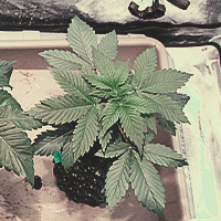 Plante de cannabis en croissance active : développement des feuilles à la cinquième semaine de culture