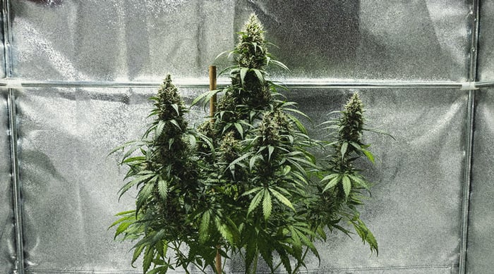 Apprenez à cultiver des autofloraisons : guide à la semaine Apprenez à cultiver des autofloraisons : guide à la semaine