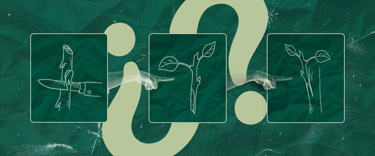 Le Greffage du Cannabis Vaut-il la Peine ? Peser le Pour et le Contre Vous vous demandez si le greffage du cannabis vaut la peine ? Considérez les avantages et les inconvénients potentiels de cette technique pour votre culture de cannabis. Prenez une décision éclairée.