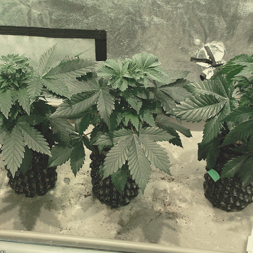 Plantes de cannabis à la septième semaine de croissance avec des tiges solides, des feuilles vertes et un développement sain.