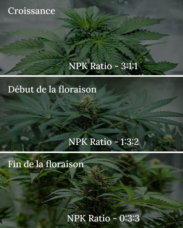 NPK ratio in cannabis NPK ratio in cannabis