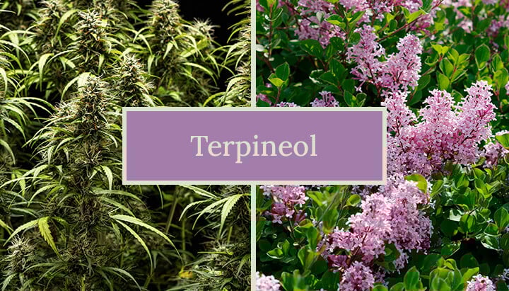 Terpineol Cannabis Terpene Terpineol Cannabis Terpene