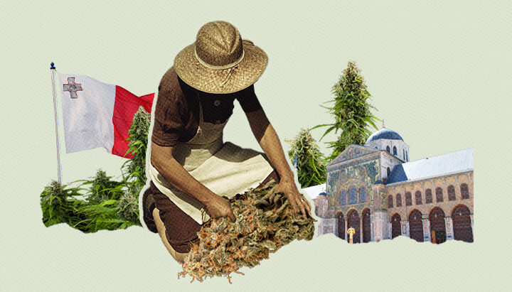 Cannabis Hysteria Cannabis Hysteria
