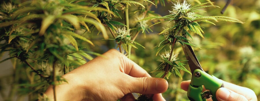 Cannabis defolation Cannabis defolation