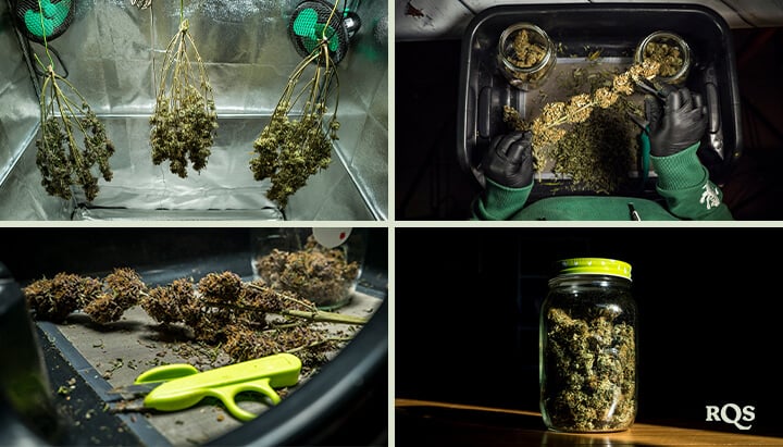 Drying and Curing Cannabis: Essential Steps for Perfect Buds A step-by-step process of drying and curing cannabis buds, including hanging trimmed buds, manicuring with scissors, and storing them in airtight jars for optimal preservation.