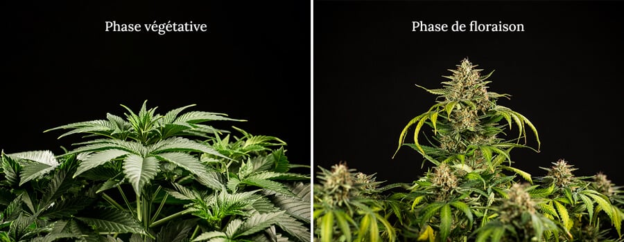 Veg vs flowering Veg vs flowering